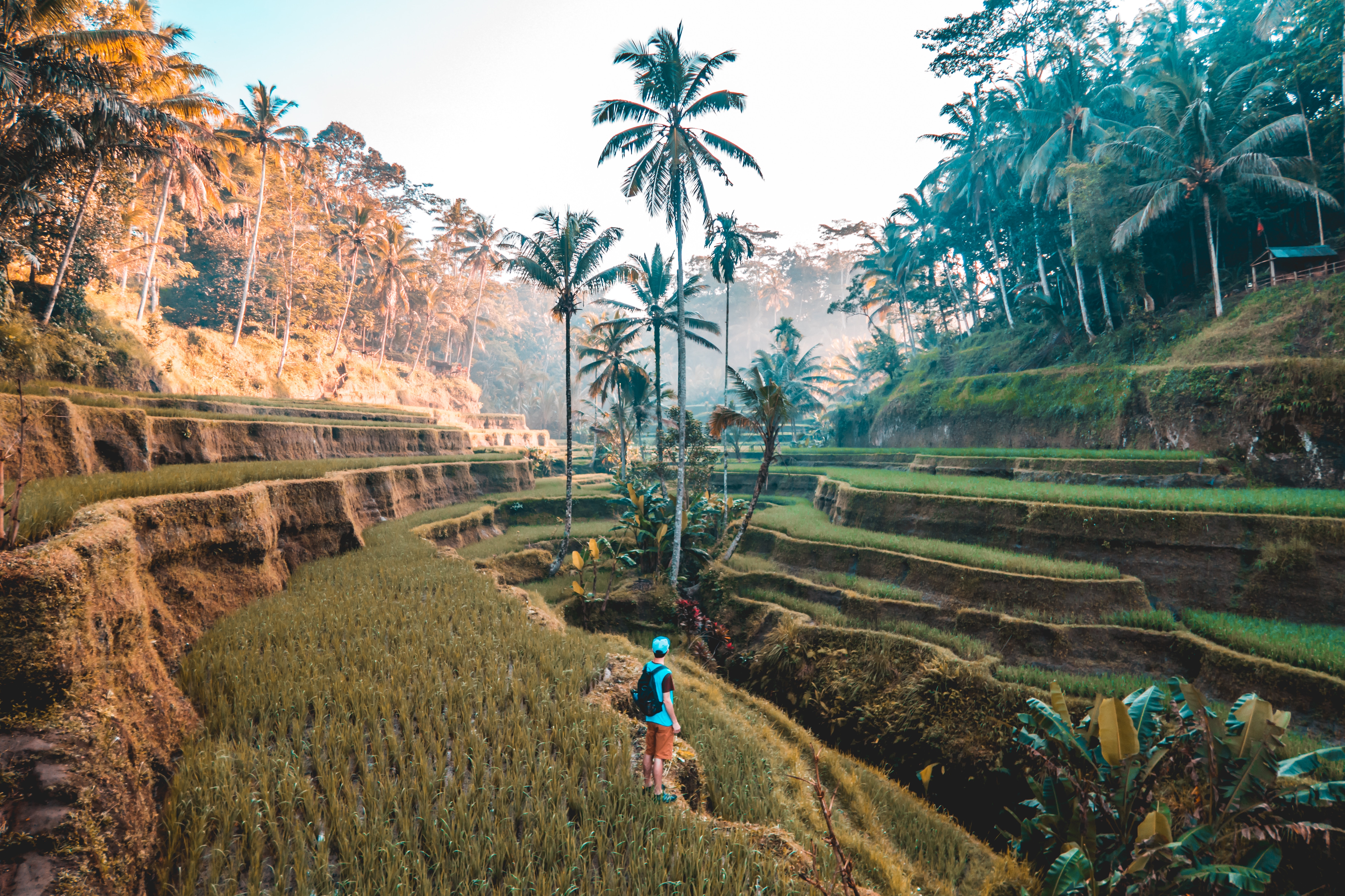 Terraced fields and palms in Bali