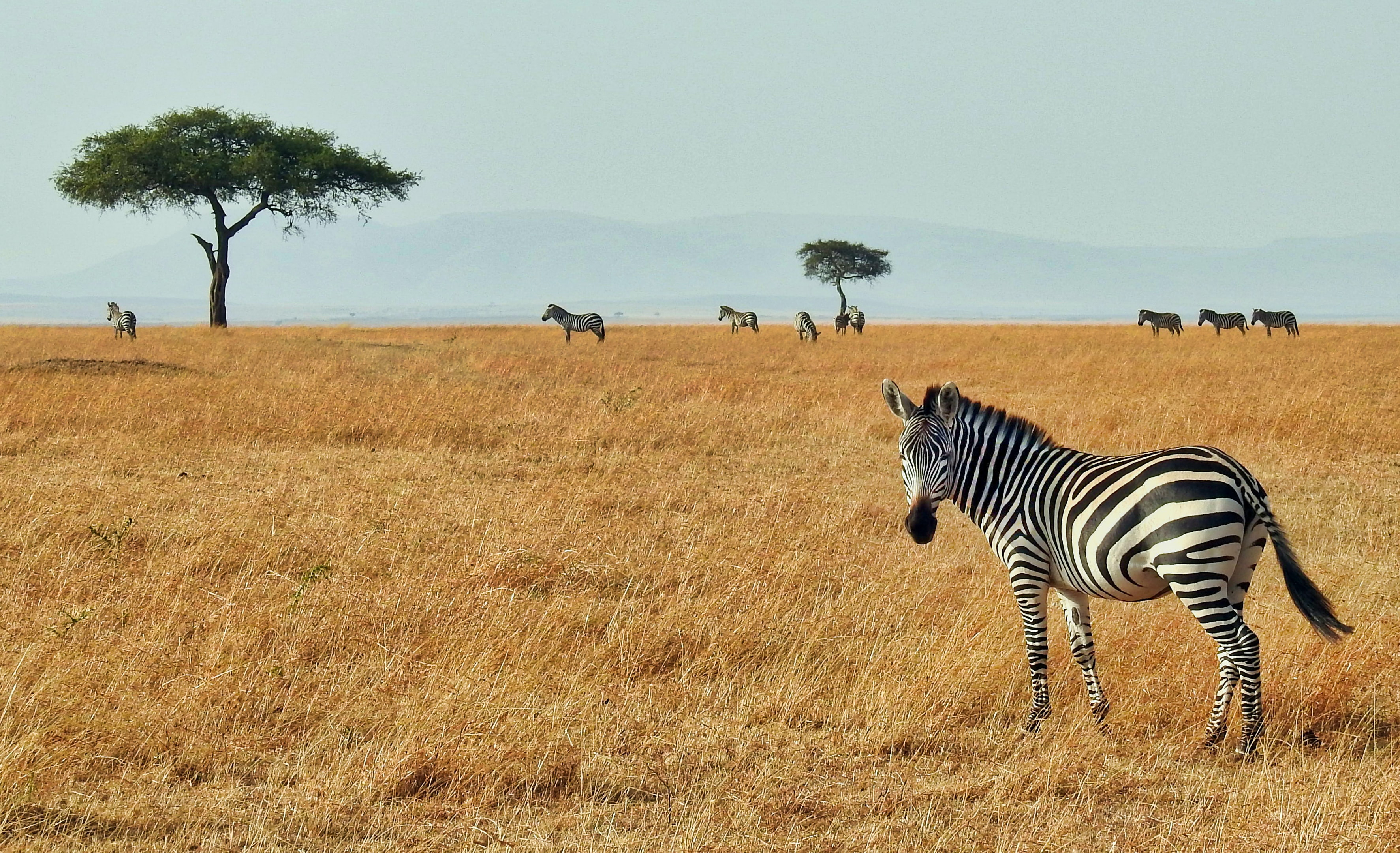 A zebra on the grasslands of Tanzania